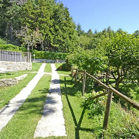 Magnolia Cortona